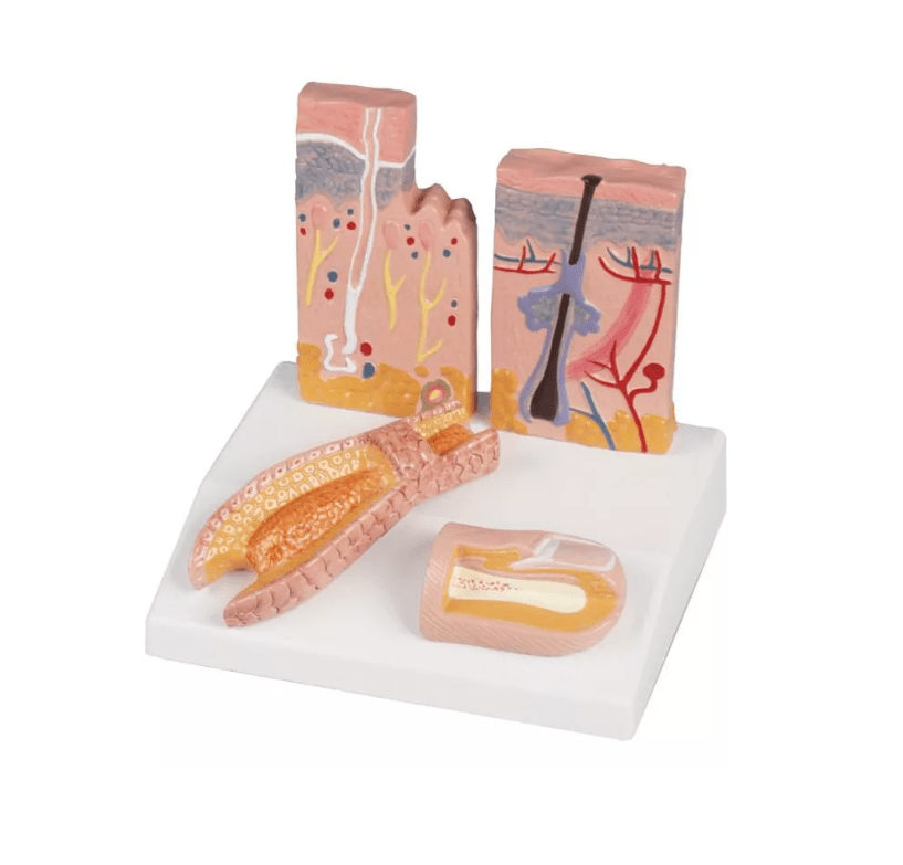 Tischmodell Haut - Haar - Nagel - Erler - Zimmer